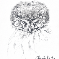 Chiara Bonotto - compagnies