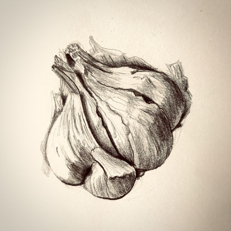 illustration Tête d'Ail Esquissée au Crayon